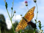 Dostojka adype (Argynnis adippe)