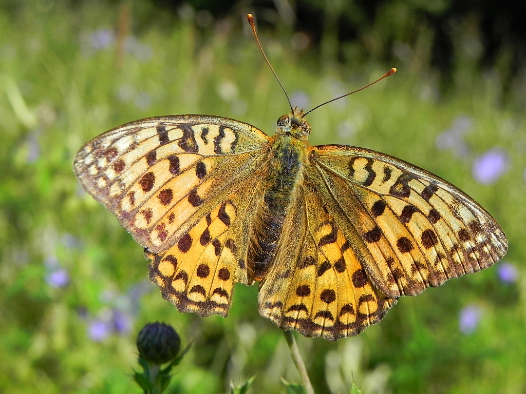 Dostojka adype (Argynnis adippe)