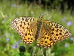 Dostojka adype (Argynnis adippe)