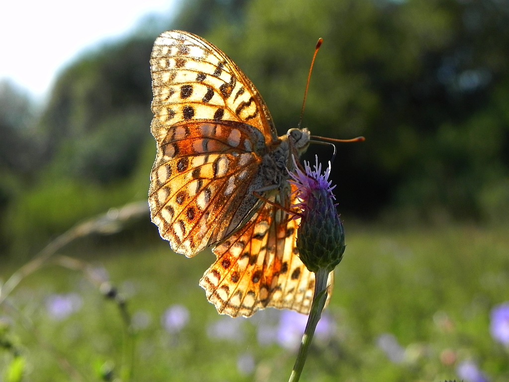 Dostojka adype (Argynnis adippe)