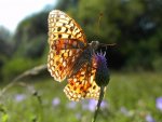 Dostojka adype (Argynnis adippe)