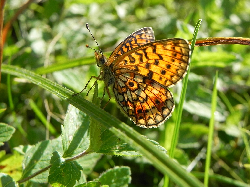 Dostojka selene (Boloria selene)
