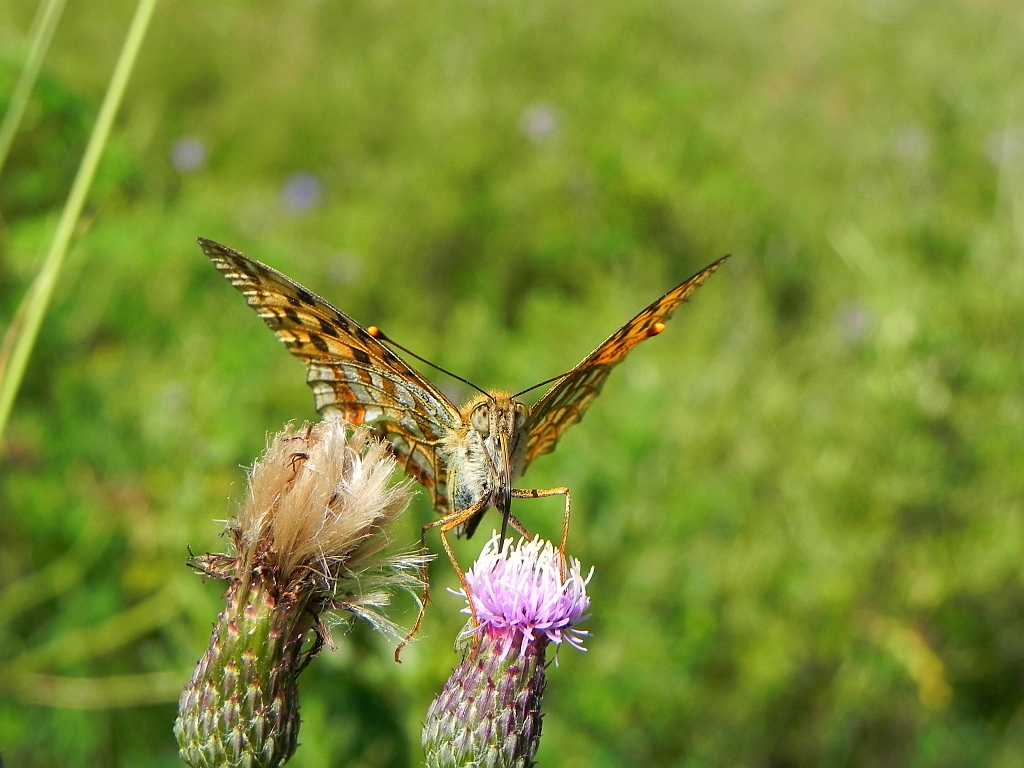 Dostojka adype (Argynnis adippe)