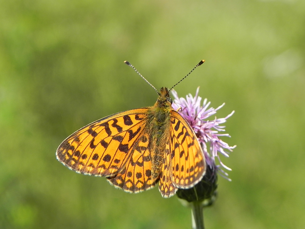 Dostojka selene (Boloria selene)