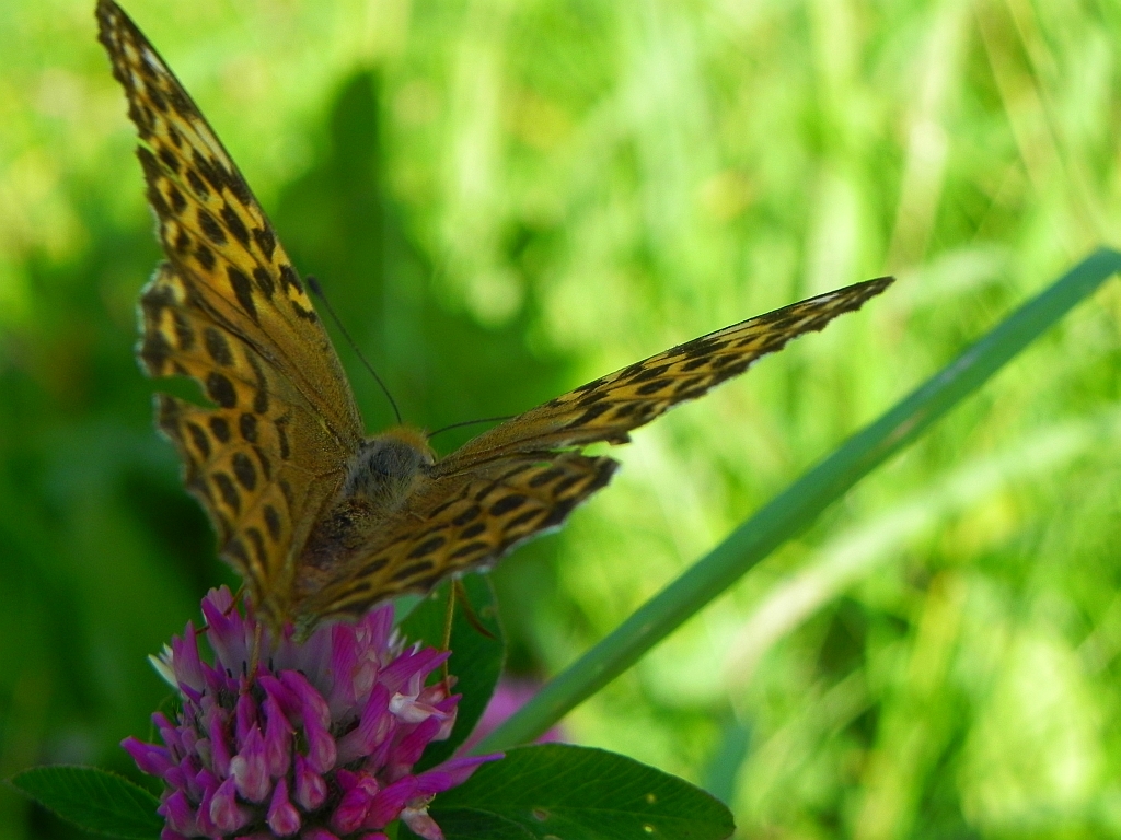 Dostojka malinowiec (Argynnis paphia)