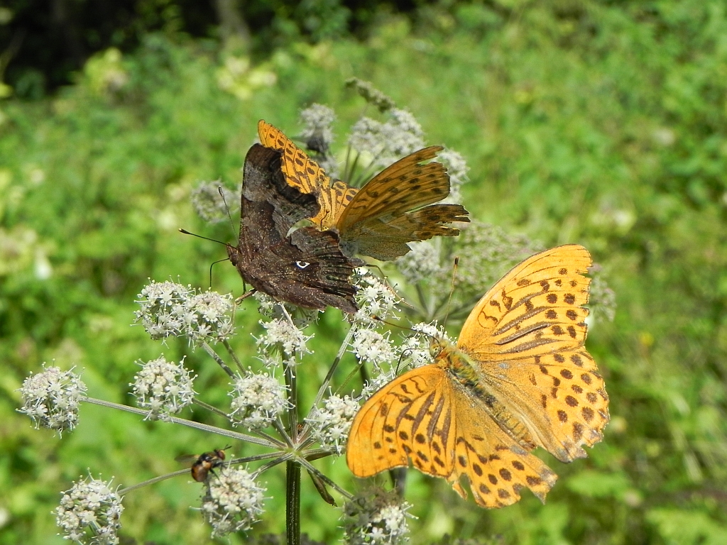 Rusałka ceik (Polygonia c-album) i dostojki
