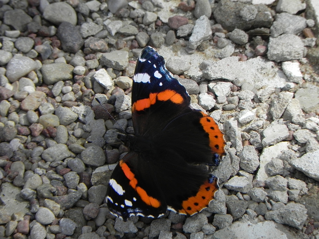 Rusałka admirał (Vanessa atalanta)