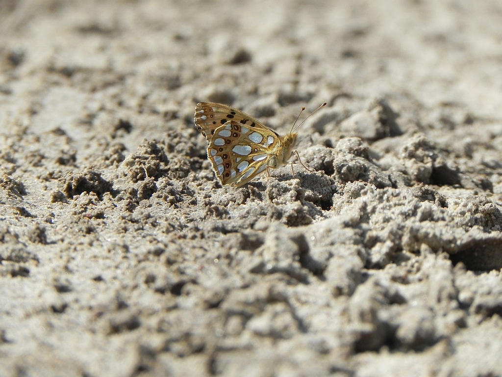 Dostojka latonia (Issoria lathonia)