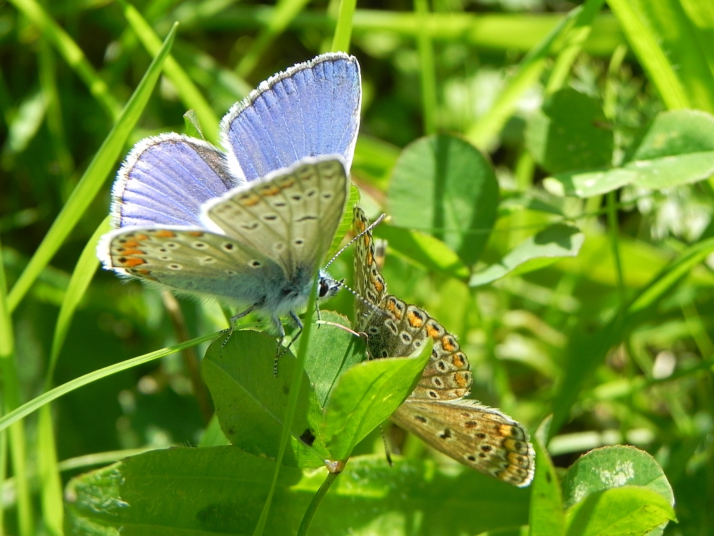 Modraszek ikar (mnogooczak ikar) (Polyommatus icarus)