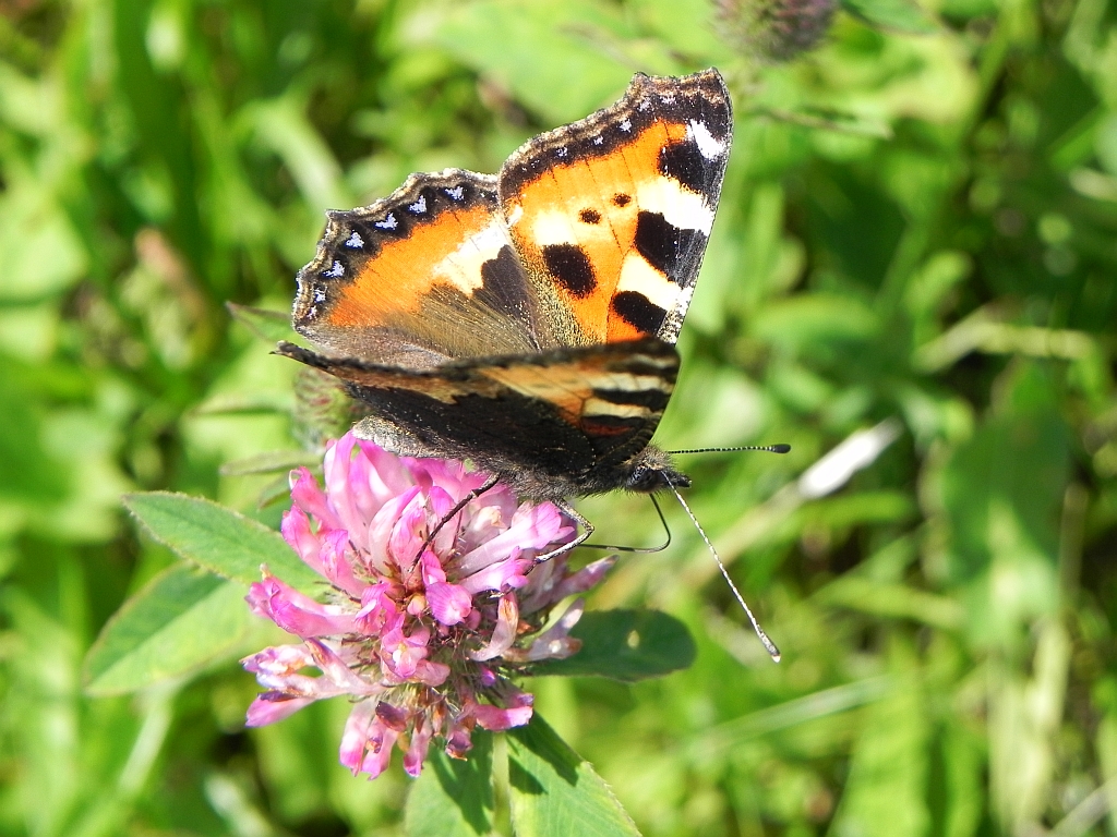 Rusałka pokrzywnik (Aglais urticae)