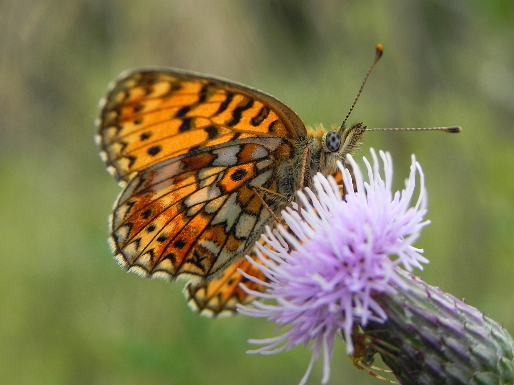 Dostojka selene (Boloria selene)