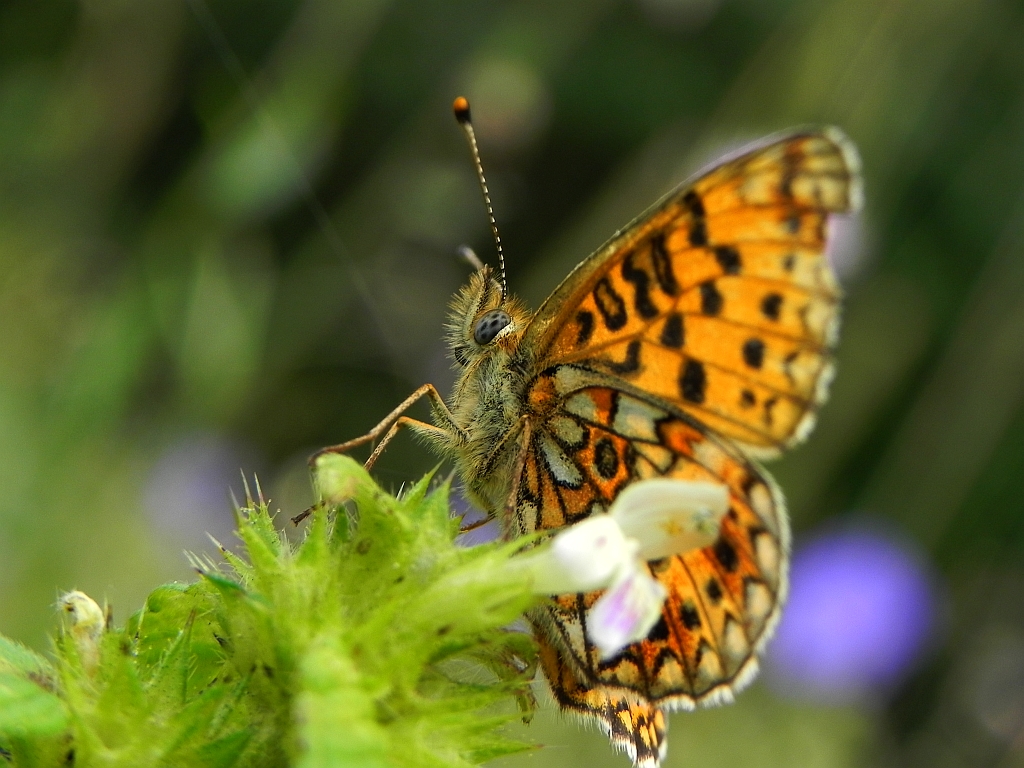 Dostojka selene (Boloria selene)