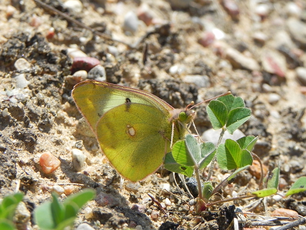 Szlaczkoń sylwetnik (Colias croceus)