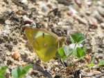 Szlaczkoń sylwetnik (Colias croceus)