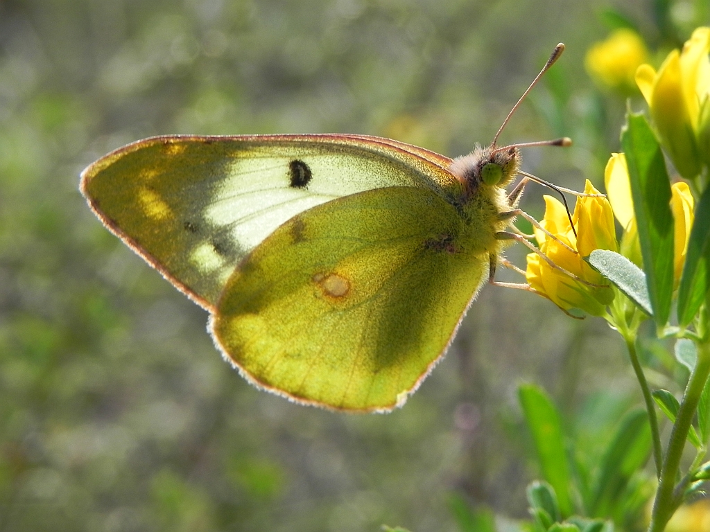 Szlaczkoń sylwetnik (Colias croceus)