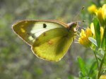Szlaczkoń sylwetnik (Colias croceus)