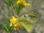 Szlaczkoń sylwetnik (Colias croceus)