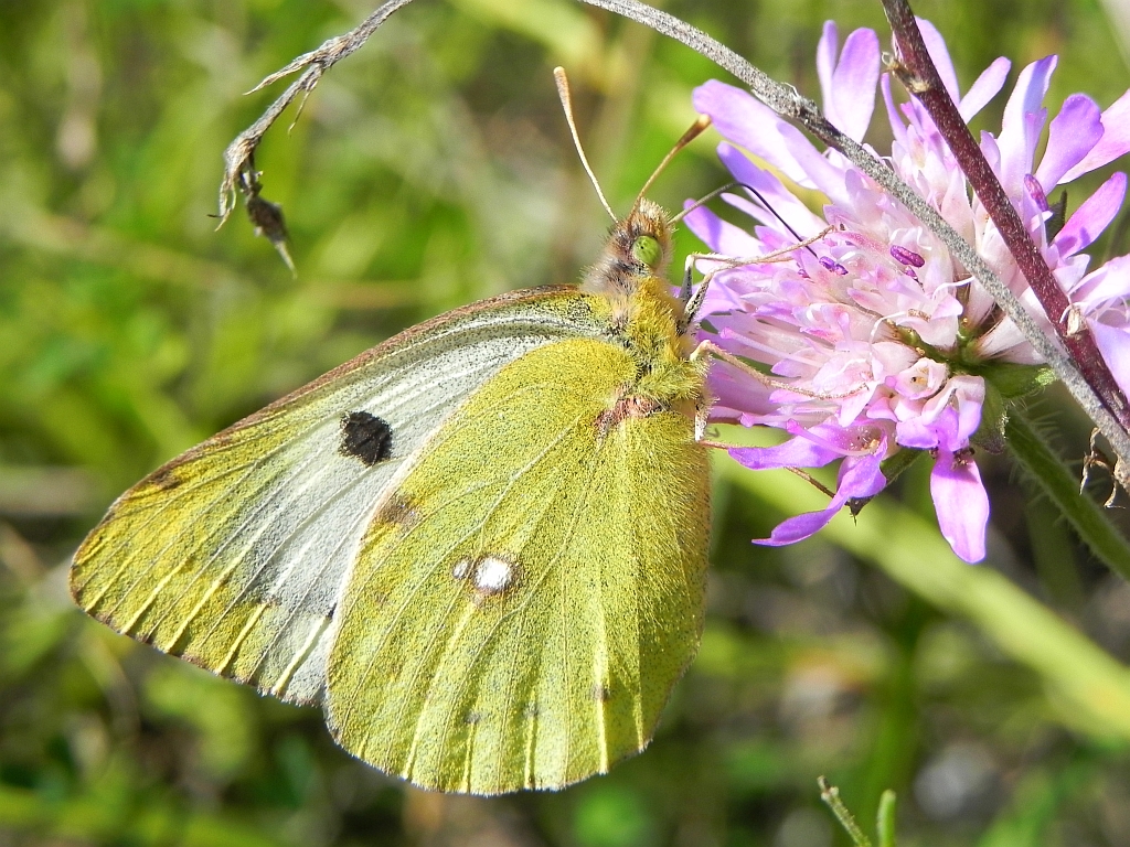 Szlaczkoń sylwetnik (Colias croceus)