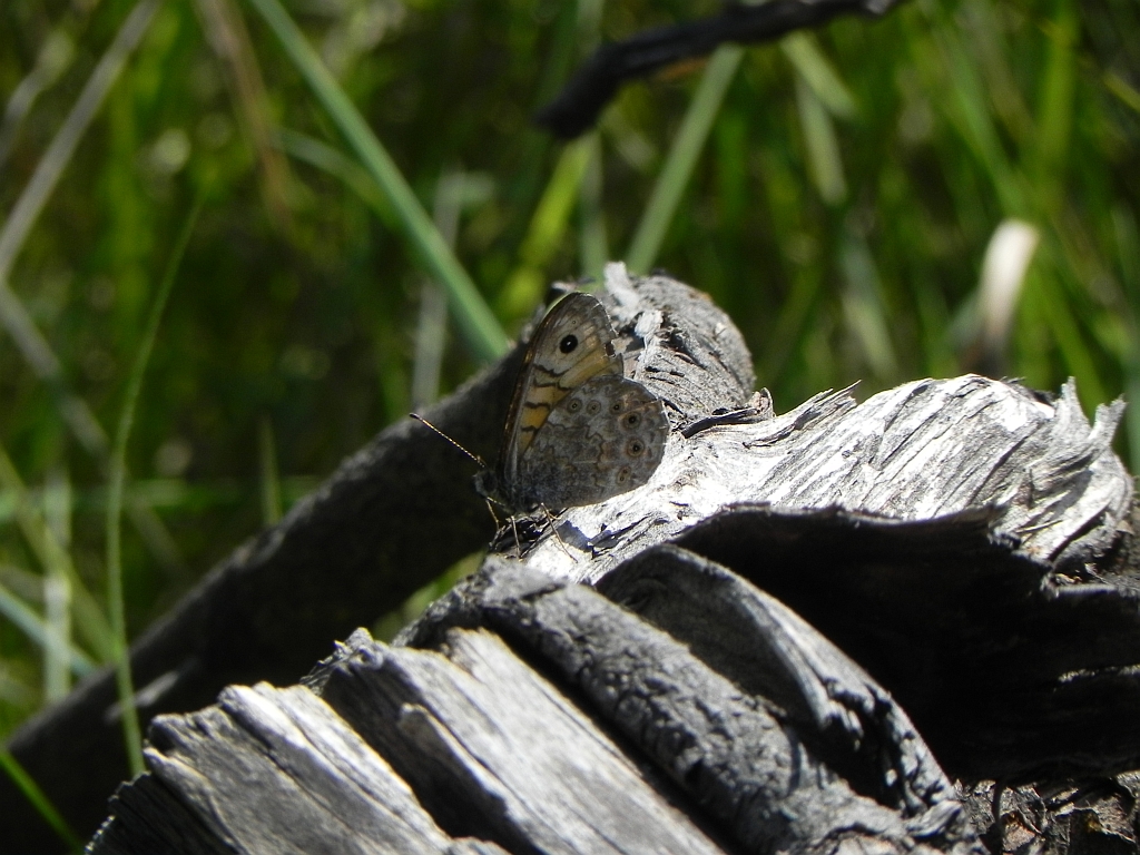 Osadnik megera (Lasiommata megera)