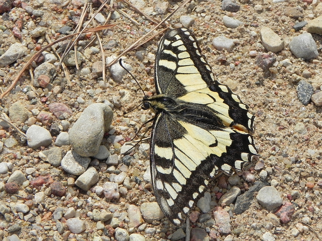 Paź królowej (Papilio machaon)
