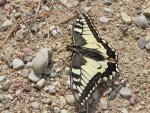 Paź królowej (Papilio machaon)
