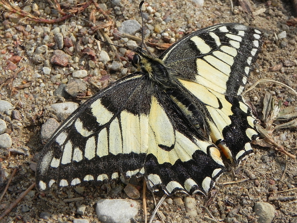 Paź królowej (Papilio machaon)