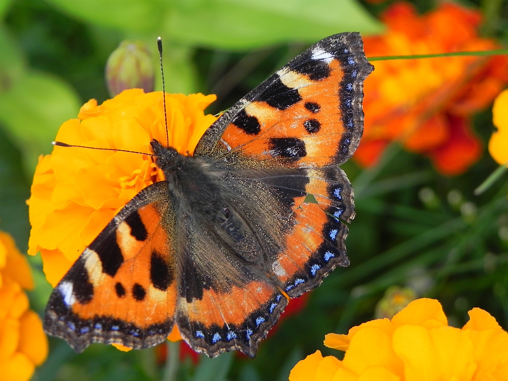 Rusałka pokrzywnik (Aglais urticae)