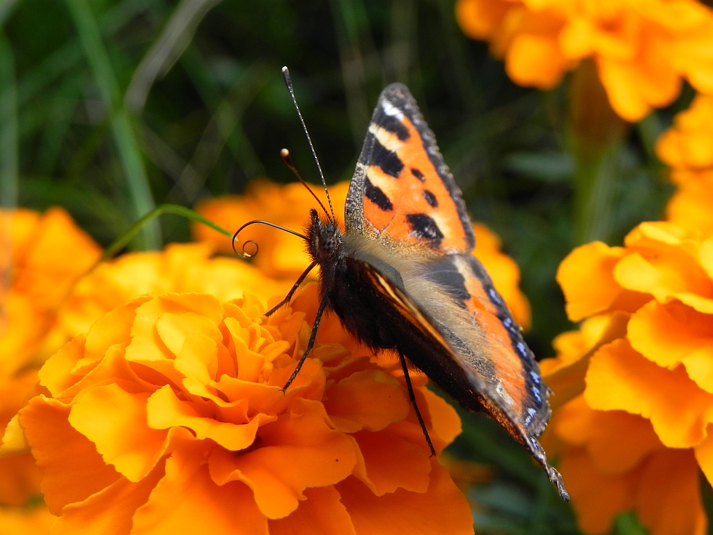Rusałka pokrzywnik (Aglais urticae)