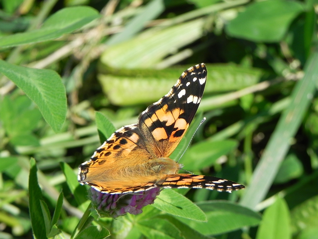 Rusałka osetnik (Vanessa cardui, syn. Cynthia cardui)