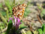 Dostojka dia (Boloria dia)