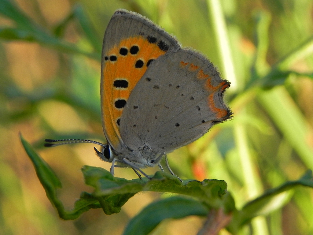 Czerwończyk żarek (Lycaena phlaeas)