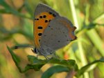 Czerwończyk żarek (Lycaena phlaeas)