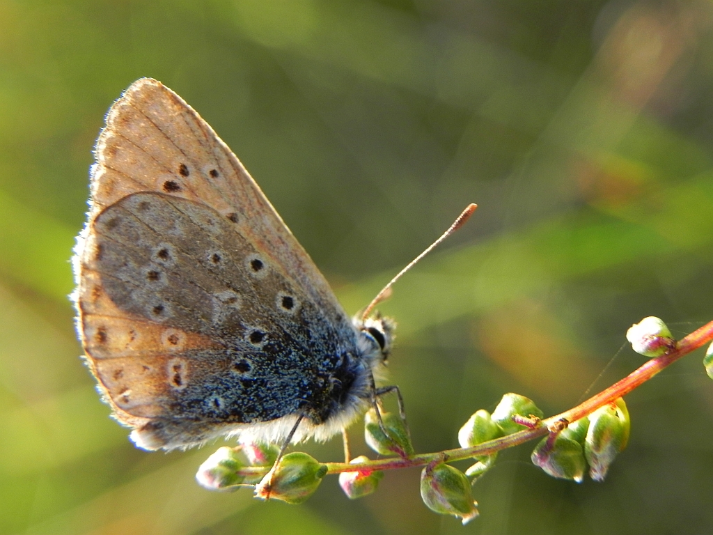 Modraszek ikar, mnogooczak ikar (Polyommatus icarus)