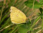Szlaczkoń siarecznik (Colias hyale)
