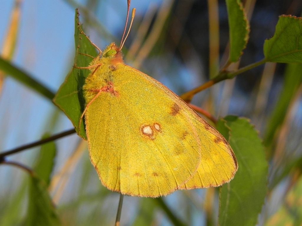 Szlaczkoń siarecznik (Colias hyale)