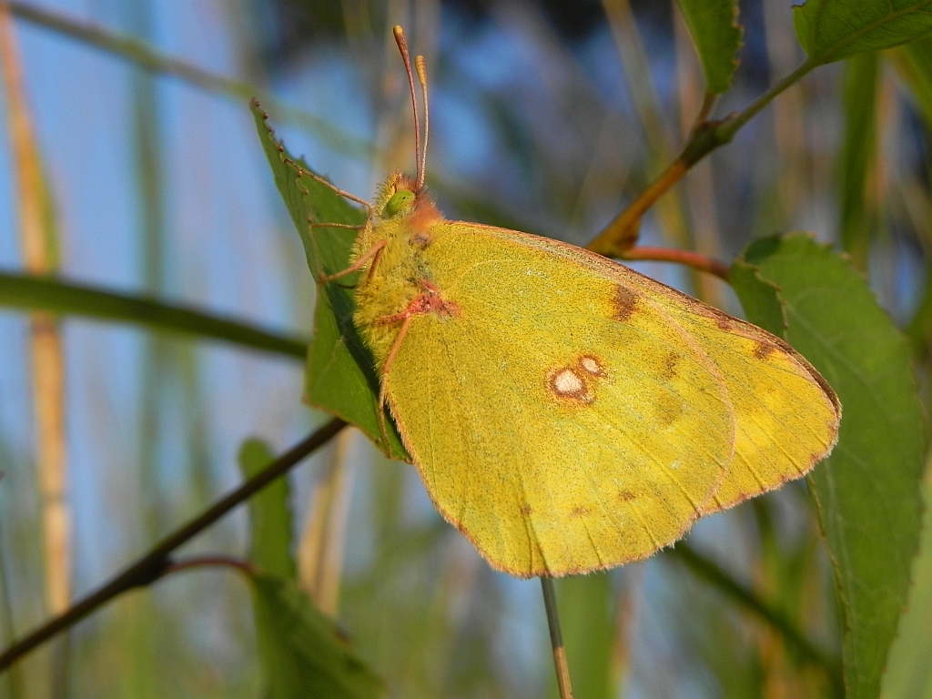Szlaczkoń siarecznik (Colias hyale)