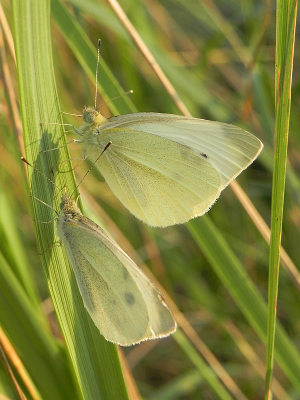 Bielinek rzepnik (Pieris rapae syn. Artogeia rapae)