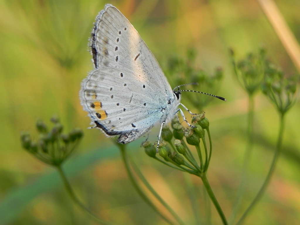 Modraszek argiades (Cupidio argiades)