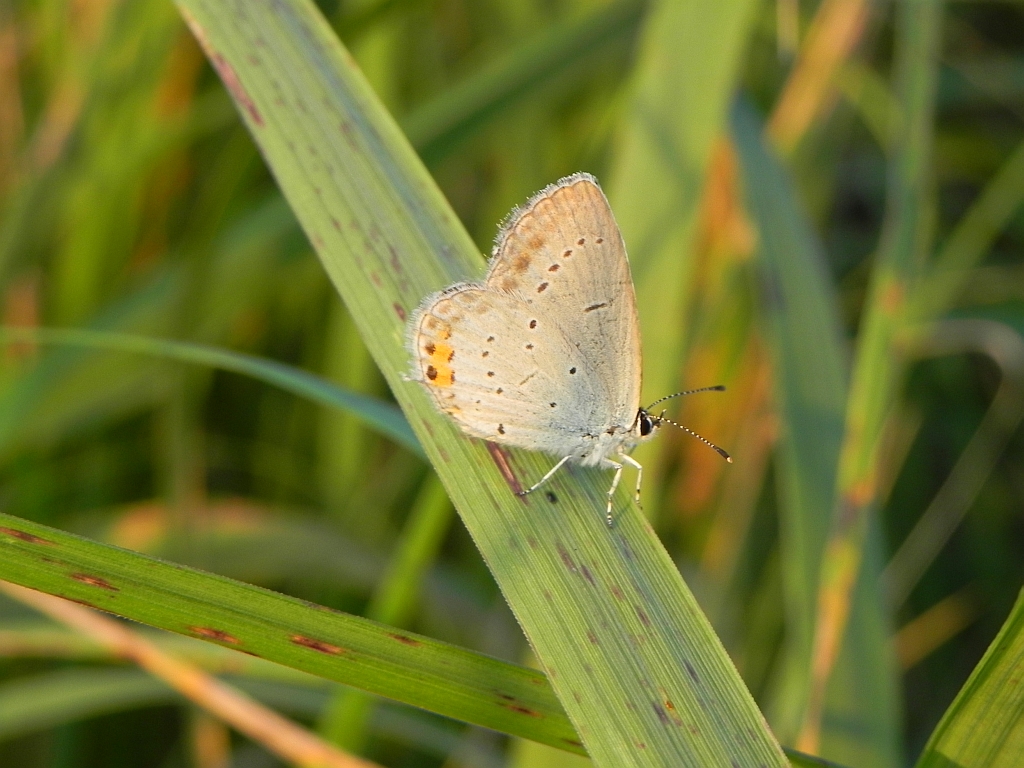 Modraszek argiades (Cupidio argiades)