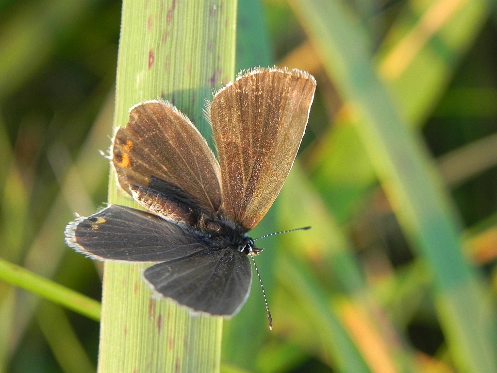 Modraszek argiades (Cupidio argiades)