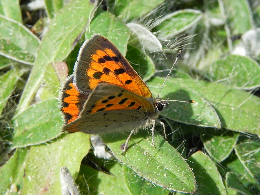 Czerwończyk żarek (Lycaena phlaeas)