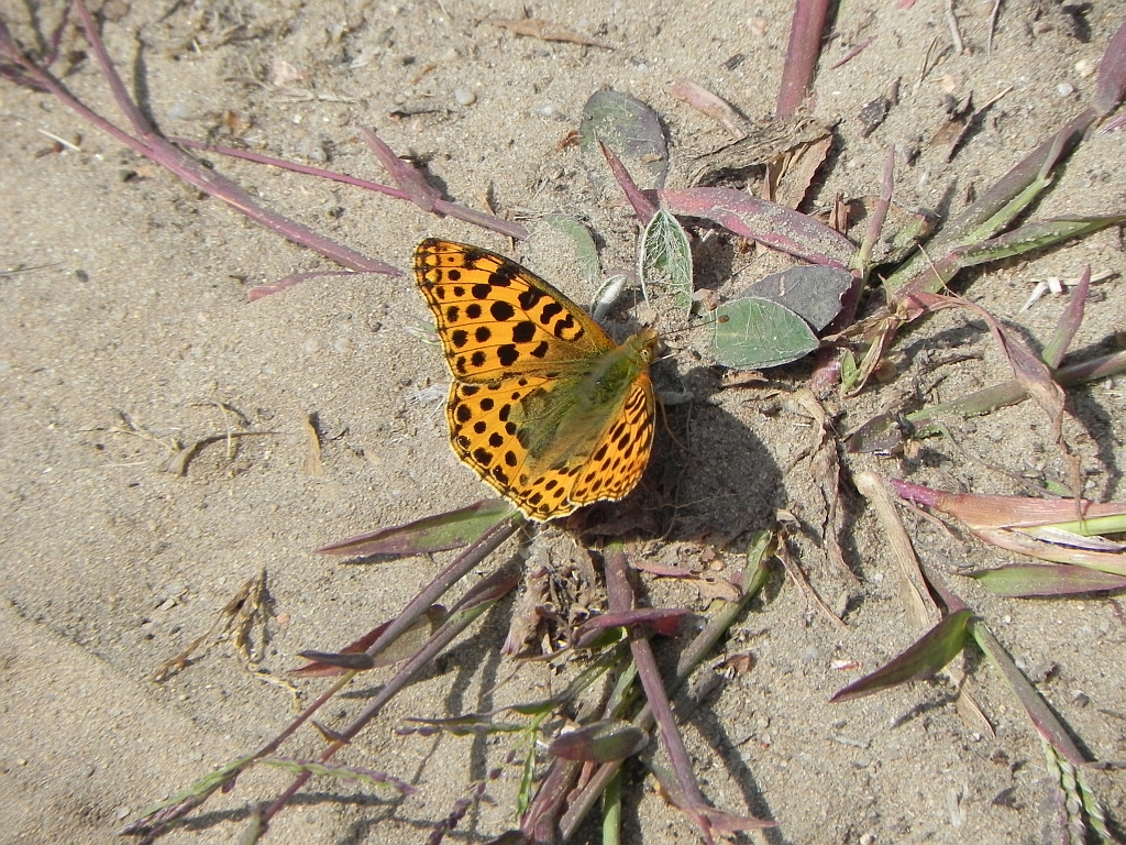 Dostojka latonia (Issoria lathonia)