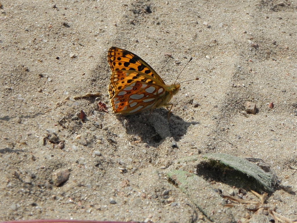 Dostojka latonia (Issoria lathonia)