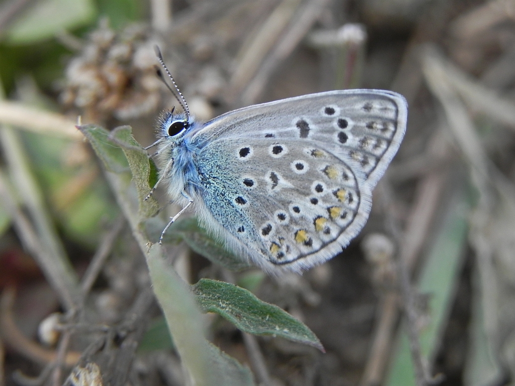 Modraszek ikar, mnogooczak ikar (Polyommatus icarus)