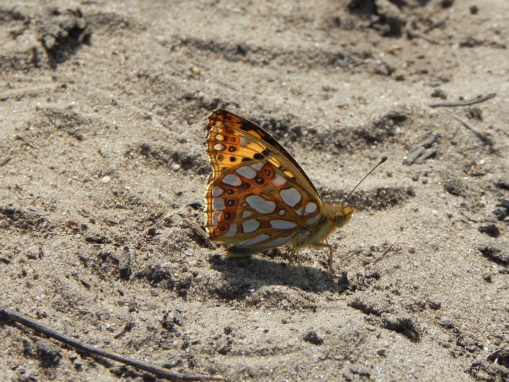 Dostojka latonia (Issoria lathonia)