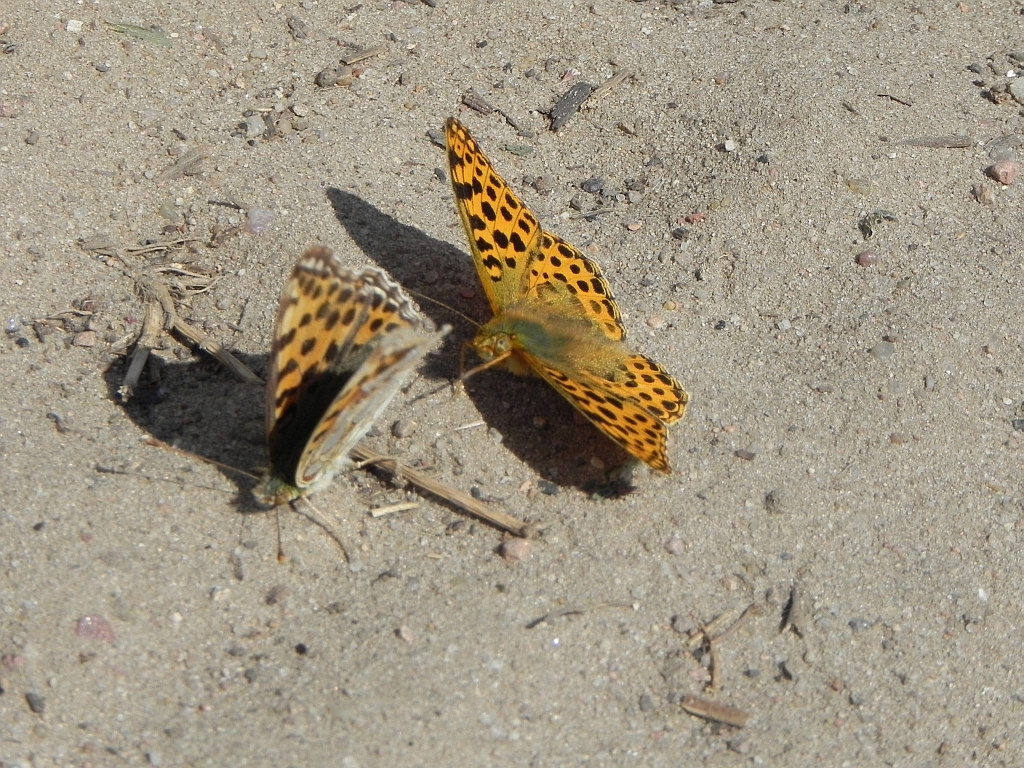 Dostojka latonia (Issoria lathonia)