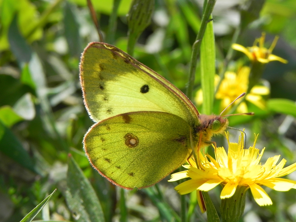 Szlaczkoń siarecznik (Colias hyale)