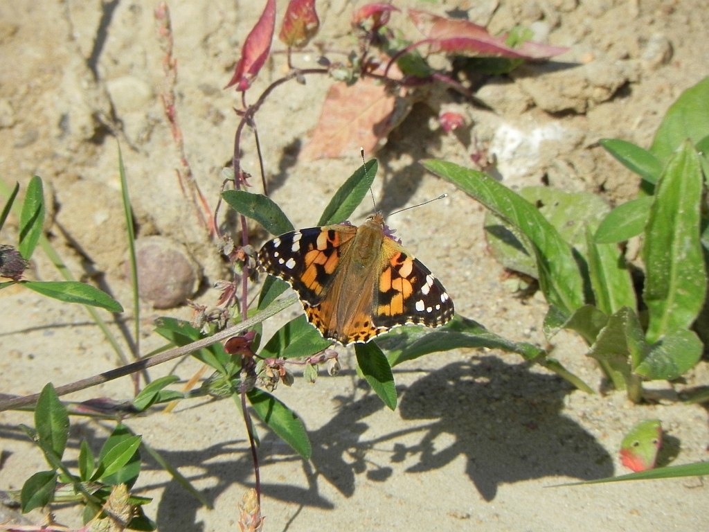 Rusałka osetnik (Vanessa cardui, syn. Cynthia cardui)