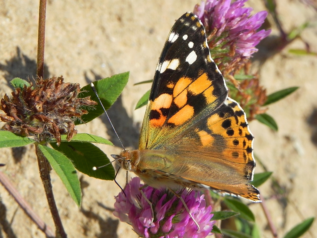Rusałka osetnik (Vanessa cardui, syn. Cynthia cardui)