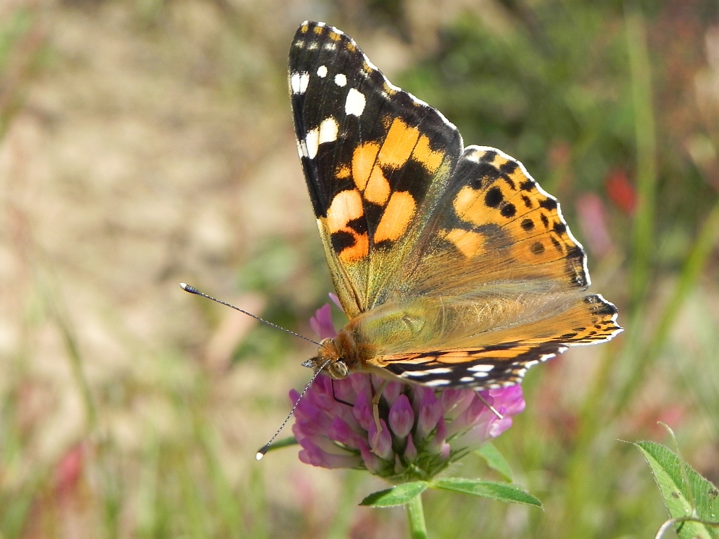 Rusałka osetnik (Vanessa cardui, syn. Cynthia cardui)